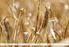 Photo of Nearly 448,000t of winter barley threshed in Belarus