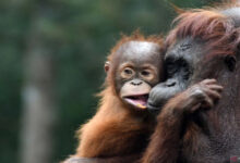 Photo of Orangutan population up in Sebangau National Park