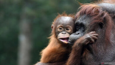 Photo of Orangutan population up in Sebangau National Park