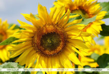 Photo of Sea of sunflowers in Mogilev District