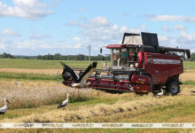 Photo of Harvest time in Beshenkovichi District