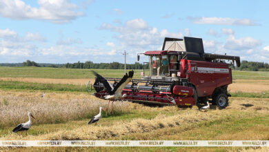 Photo of Harvest time in Beshenkovichi District