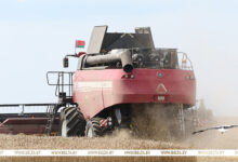 Photo of Nearly 8.5m tonnes of grain threshed in Belarus