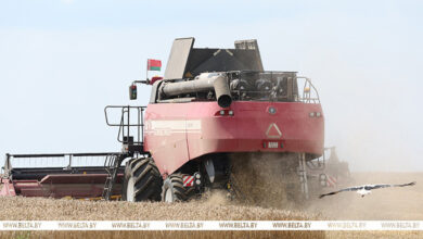 Photo of Nearly 8.5m tonnes of grain threshed in Belarus