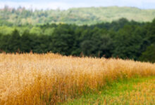 Photo of Belarus’ summer landscape