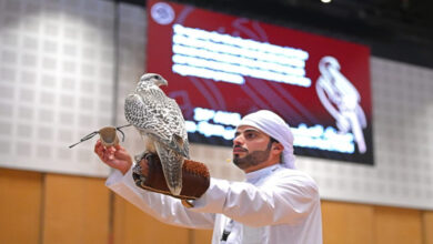 Photo of ADIHEX expands its falcon auction to eight days