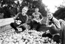 Photo of Apple harvest in BelTA’s throwback photos