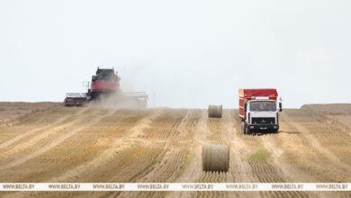Photo of Belarus’ grain harvest past 3.7m tonnes