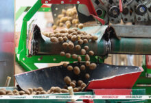 Photo of Lukashenko: It is critical not only to harvest potatoes but also to preserve them

 