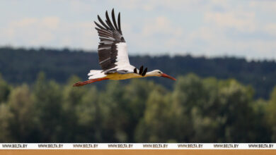 Photo of Storks in Smolevichi District 